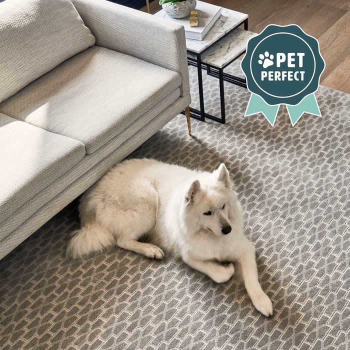 pet perfect dog with logo