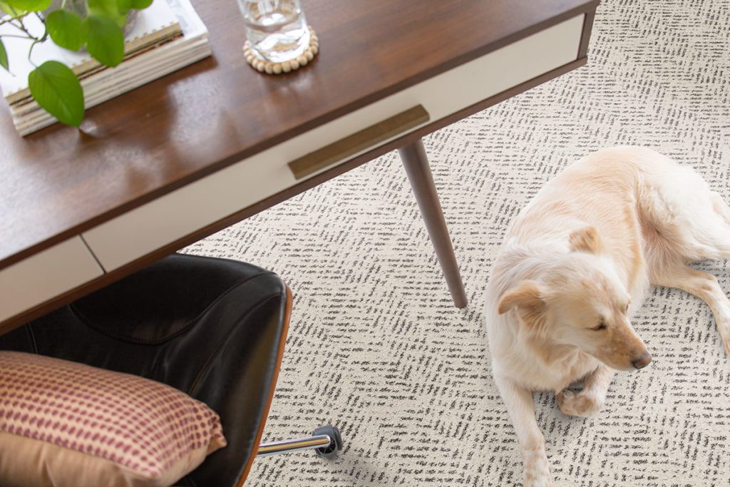pet proof carpet stylish colors and patterns