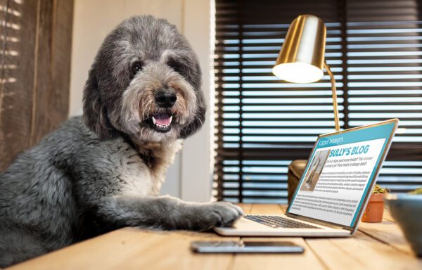 dog typing a blog on computer
